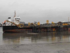 Image of Sand Falcon