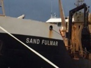 Image of Sand Fulmar