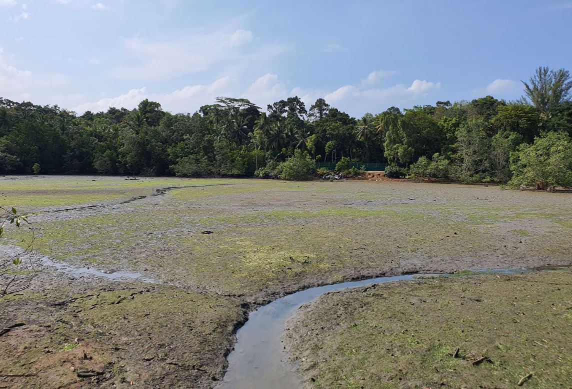 nparks restoration project